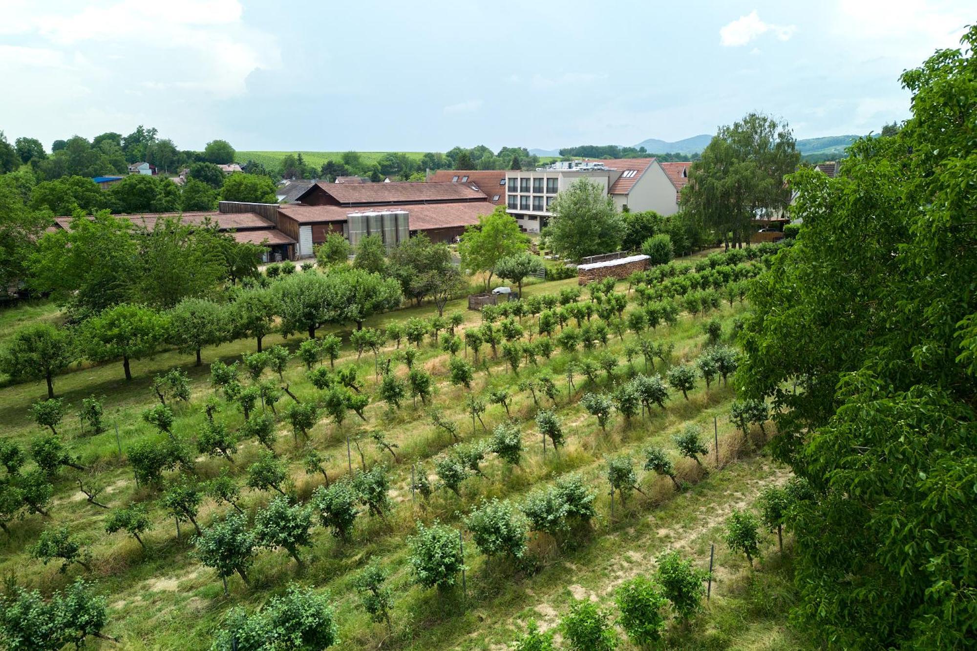 Niederhorbach Weinhotel Fritz Walter מראה חיצוני תמונה